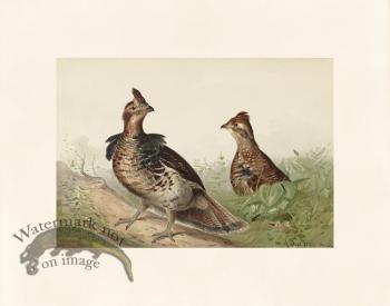 Pope 07 Ruffed Grouse